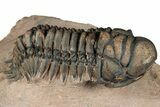 Crotalocephalina Trilobite - Lghaft, Morocco #359405-2